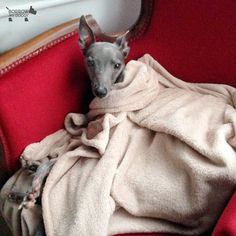 277 Best Snug As A Bug In Rug Images 2018 Adorable Animals Snug As A Bug In Rug Doggymember Lester Bed Bites