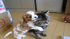 Can I Give My Dog Cod Liver Oil For Joints Can I Give My Dog Cod Liver Oil For Joints