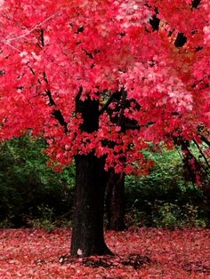 103 Best Fall Foliage Images Archive Search Autumn Leaves Dearly Pink Fall Trees Leaves Wallpaper Iphone Autumn