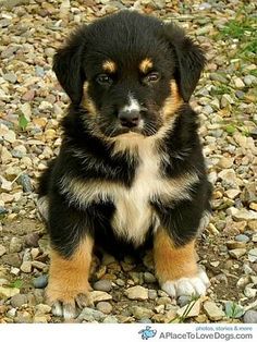 australian shepherd german shepherd mix i found glam on australian shepherd mix australian shepherd and australian shepherd german shepherd mix i found glam on australian shepherd mix australian shepherd and