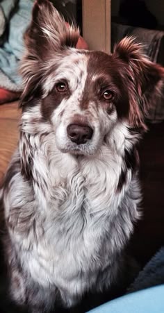australian shepherd x border collie puppies spectacular photograph of an australian shepard dog collie and australian shepherd x border collie puppies spectacular photograph of an australian shepard dog collie and