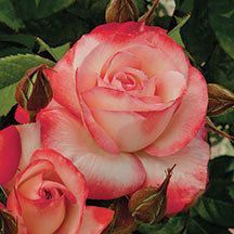 74 Best Roses Images On Pinterest Rose Bush Beautiful Flowers And Coretta Scott King Grandiflora Rose Flowers Nature Garden