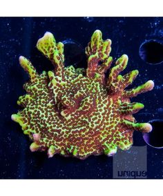 603 best hard corals