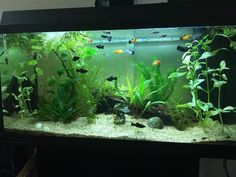 low light aquarium foreground