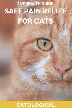 250 Kitten Care Ideas In 2021 Kitten Care Baby Kittens Cat Care