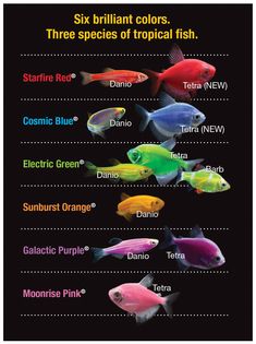 87 best tetra fish