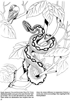 Serpent Snake Coloriage Coloring