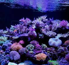 174 best marine aquariums