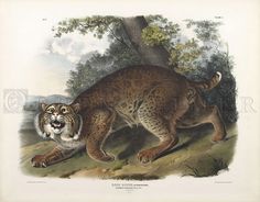 1989 Vintage /"CANADA LYNX/" FABULOUS AUDUBON MAMMAL COLOR Art Plate Lithograph