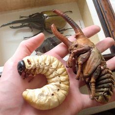 rhinoceros beetle larva never ceases to amaze insects pinterest