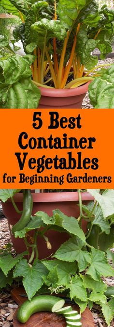 Container Ve able Gardening for Beginners Here are my 5 favorite container ve ables for beginning gardeners plus container gardening tips and