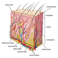 64 best skin anatomy images medicine, skin anatomy, anatomy Medical Skeleton Diagram Anterior skin is composed of several layers of tissue human integumentary system, human anatomy and