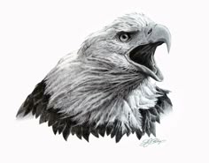 bald eagle drawing tattoo ideas pinte