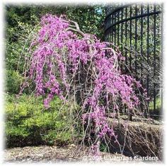 Dwarf Weeping Redbud This Is The Tree I Have Been Talking About Dwarf Weeping Redbud This Is The Tree I Have Been Talking About