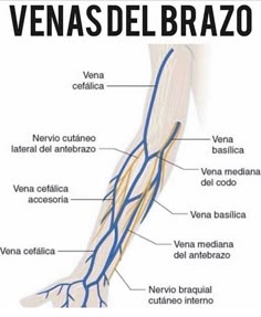 Del de brazo profundas la anatomía venas
