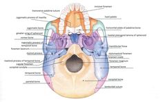 Superior view of skull bones | ANATOMY: Skeletal System | Skull anatomy