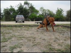 57 Best Dog Weight Pull Images On Pinterest Pit Bull Build Muscle In Pitbull Dogs American Bully Kennels Dog Weight Pit Akita