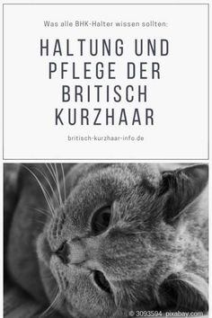 Die 27 Besten Bilder Von Bkh Katzen Bkh Katzen Katzen Und