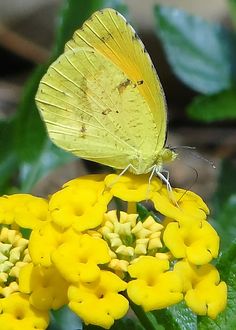 Image result for little lemon yellow butterfly Pinterest