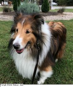 Adopt Georgie On Adoptable Corgi Dog Dogs Adoption