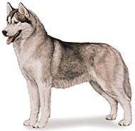 Siberian Husky Dog Breed Information Husky Breeds Siberian