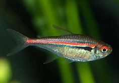 283 best tetras danios