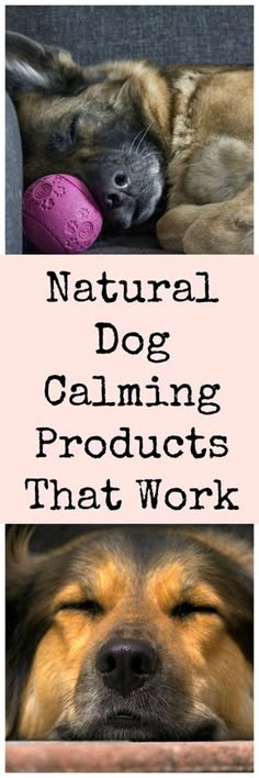 Natural remedies to calm anxious dogs. Dog Training Tips, Dachshunds, Bulldogs, Dog Remedies, Dog Care Tips, Dog Care, Pet Hacks