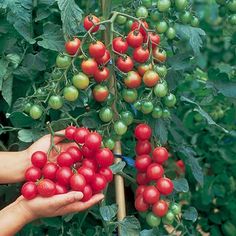 7 Best Garden 2017 Images On Pinterest Tomatoes Vegetable Sweet 100 Google Search