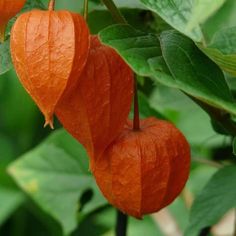bruciatore di grassi physalis ervaringen bruciatore di grassi physalis ervaringen