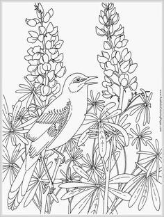 realistic coloring pages google search robin birdcoloring