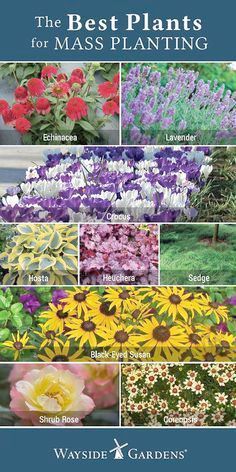 Landscape Gardening Book Your Landscape Gardening In Hindi Plus Landscape Gardening How Much Does It Cost Than Diy Backy Plants Flower Landscape Outdoor Plants