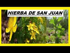 disfunción sexual de la hierba de San Juan disfunción sexual de la hierba de San Juan