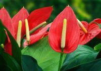 Aminicola Tulip Anthurium Bouquets Anthurium Bouquet Tropical Flowers Anthurium