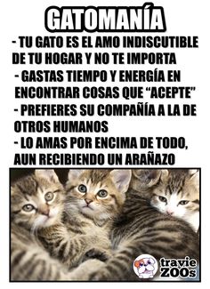 240 Ideas De Amor Gatuno En 2021 Gatos Meme Gato Gatuno