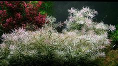351 best aquarium plants