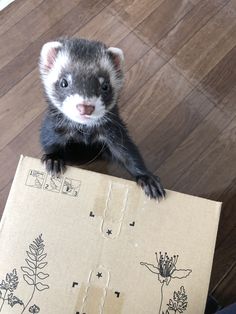 Ferret Wooden Photo Frame 6 x 4 Landscape or Portrait Ferreting Gift