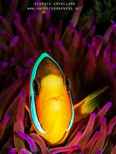 54 best clown fish
