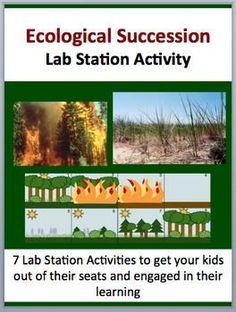 primary and secondary succession
