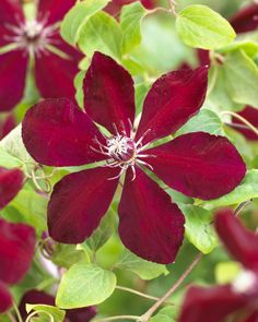 178 Best Garden Clematis Trellis Images On Pinterest In 2018 Westerplatte Clematis Monrovia