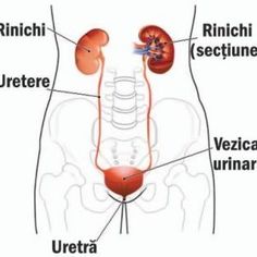 rinichi functii tratamentul prostatitei funcționale