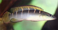 26 best pike cichlids