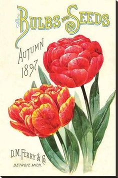 Ferry 6 Vintage Seed Cover Picture Art Print Poster A4 A3 A2 A1