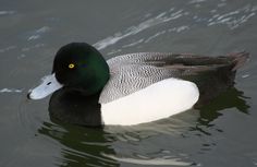 Les Kouba A//P THe Regal Divers-Greater Scaup