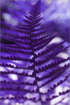 199 Best Colors Purple Images All Things ς L г ๓y ฬ гld קยгקlƹ Purple Hues
