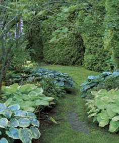 Hosta Garden Designs way to layout hostas garden ideas for blending hosta yard landscapinglandscaping Love All The Lush Greenery Hosta Gardensinterior Gardengarden Design Hosta Garden Designs easy ways to use hostas Love All The Lush Greenery Hosta Gardensinterior Gardengarden Design
