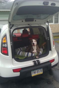 71 Best Dogs Images Instagram Kia Soul Doggies Buster Brown My Shelterdog Pitbull In The Kia Soul Dog Hideaway