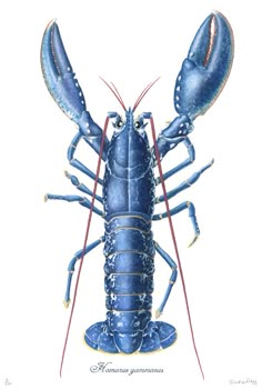 19 Consider The Lobster Of The Field Ideas Lobster Lobster Art Weird Vintage