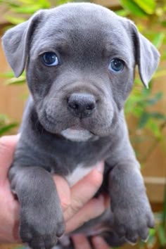 Pitbull Blue Pitbull Blue