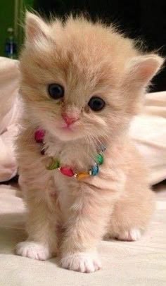 Sequestrati Cuccioli Di Gatto Persiano Cats And Kittens Cute