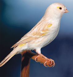 71 Ideas De Canarios Canarios Aves Canario Ave